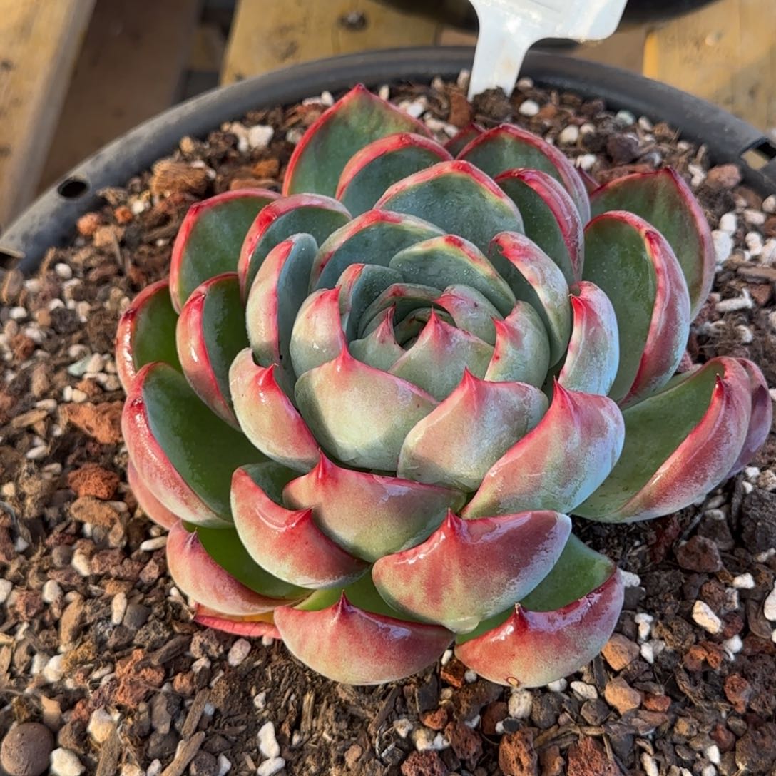 花脸惊鸿一物一拍包装收缩花旱710