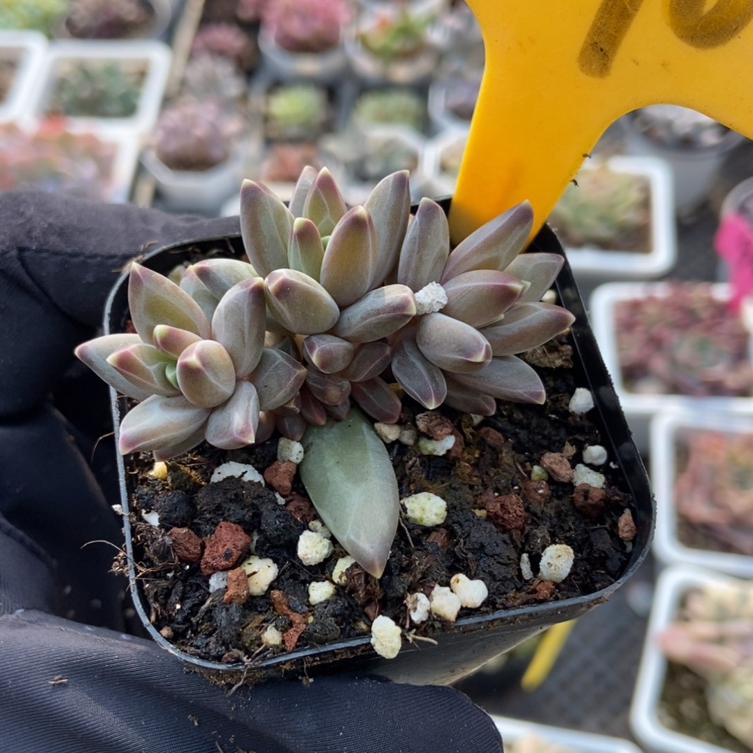 2096梵高美人多肉植物