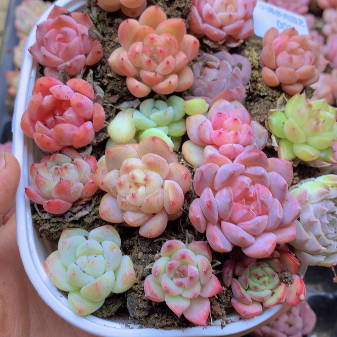 我要去看你了啊我的天003