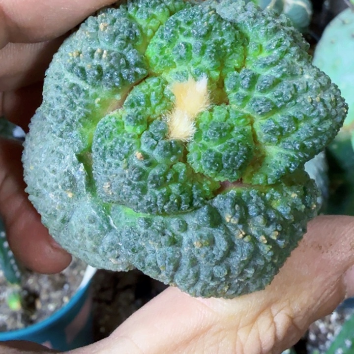 无花朵特价苗接大尤哥斯拉482