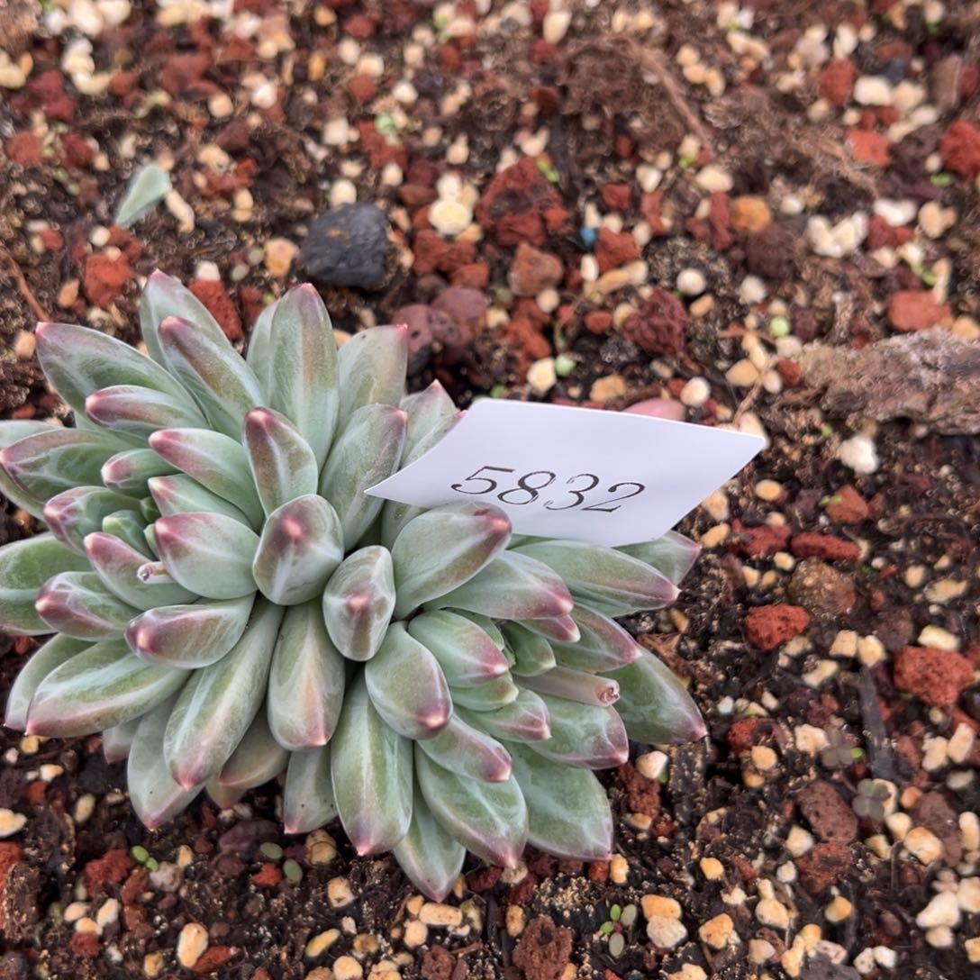 茶*5832多肉多多多多多