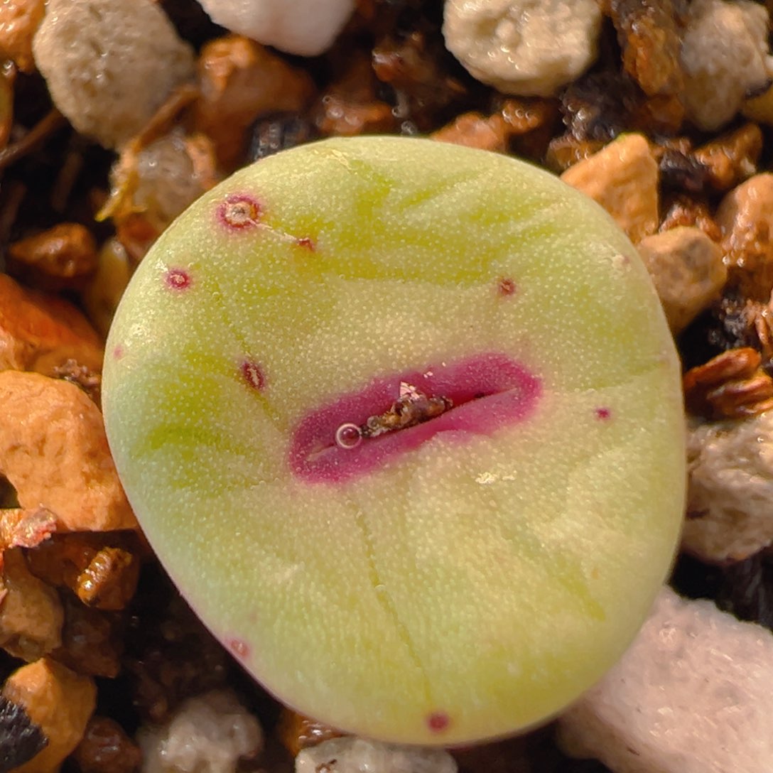 129多肉植物百科名片