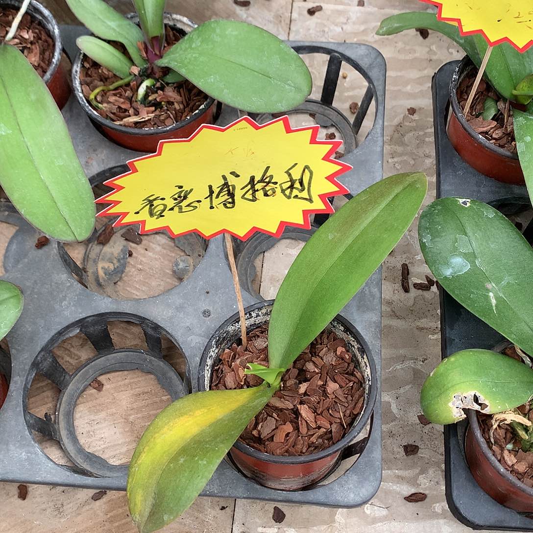 完全开放相恋博格丽欧系小苗