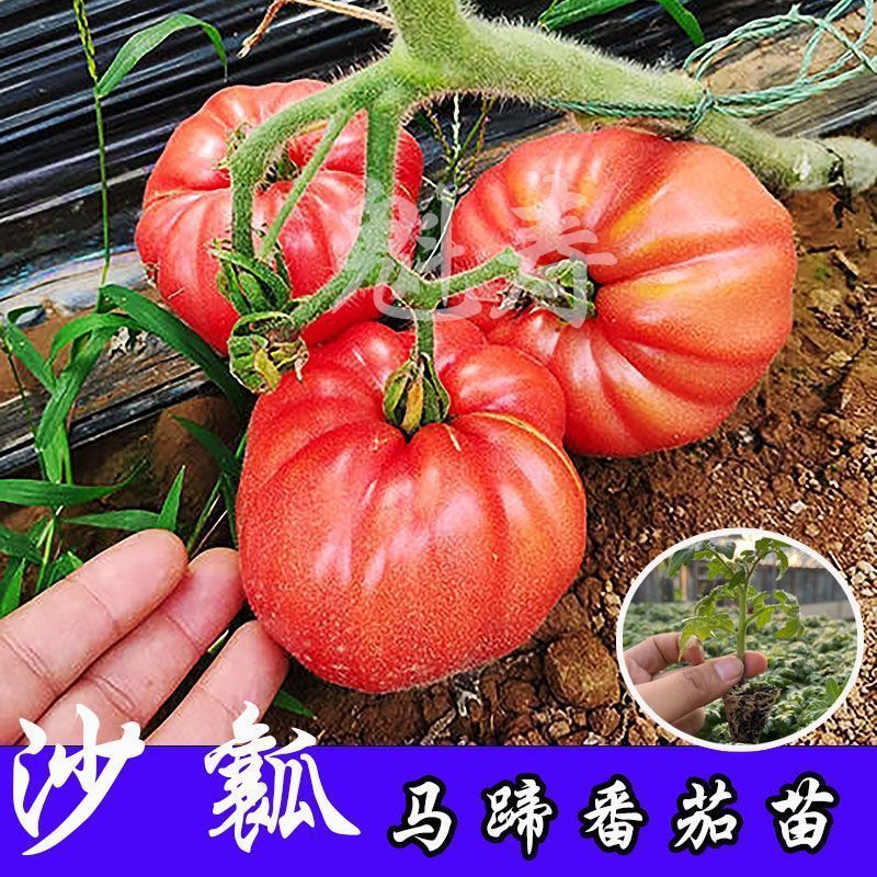 丑八怪番茄种子苗水果大西红柿种籽马蹄番茄多皱沙瓤四季蔬菜种苗