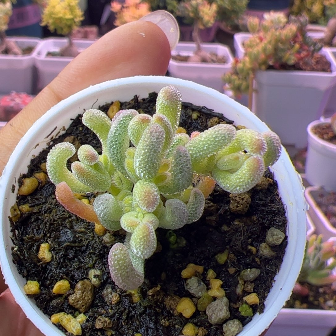 773多肉植物枝干超白