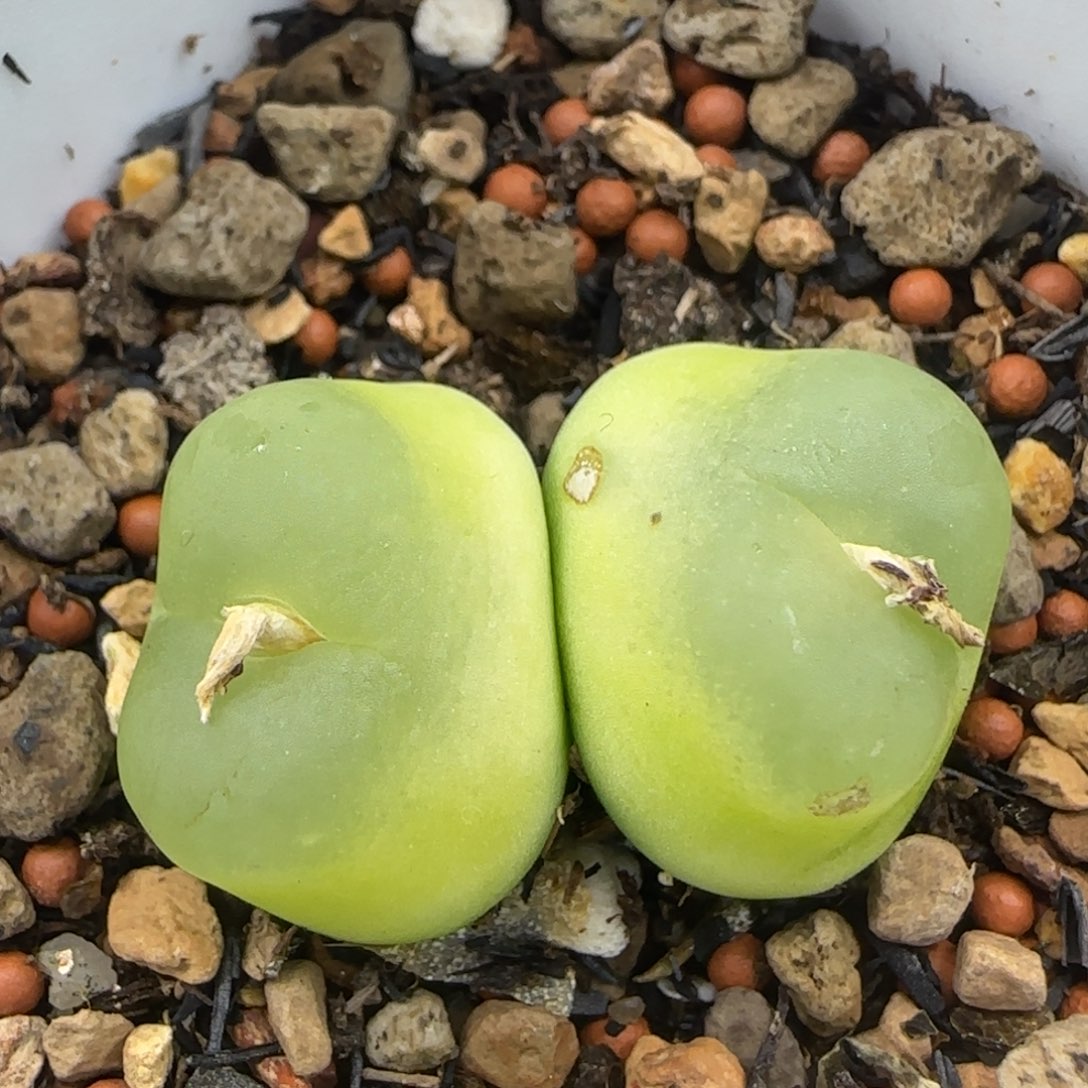 双头拉登1.9/1.9+多肉944