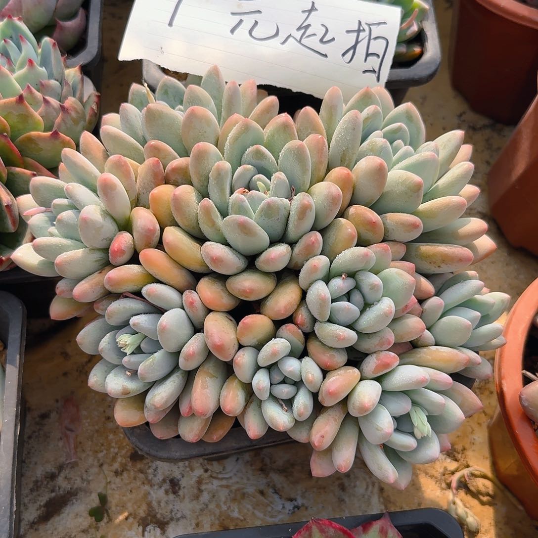 冰**瑰多肉植物不带盆发货