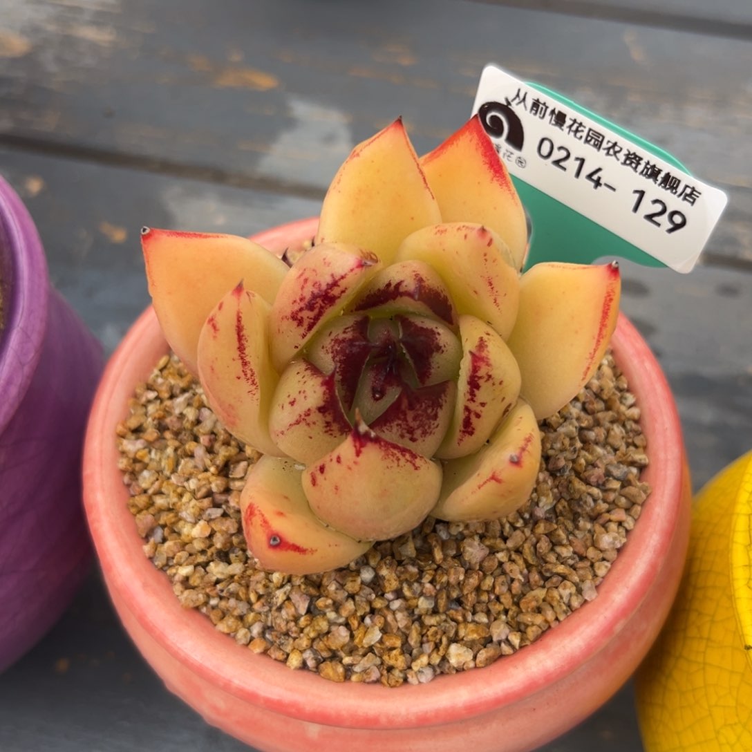 多肉一物一拍0214-129