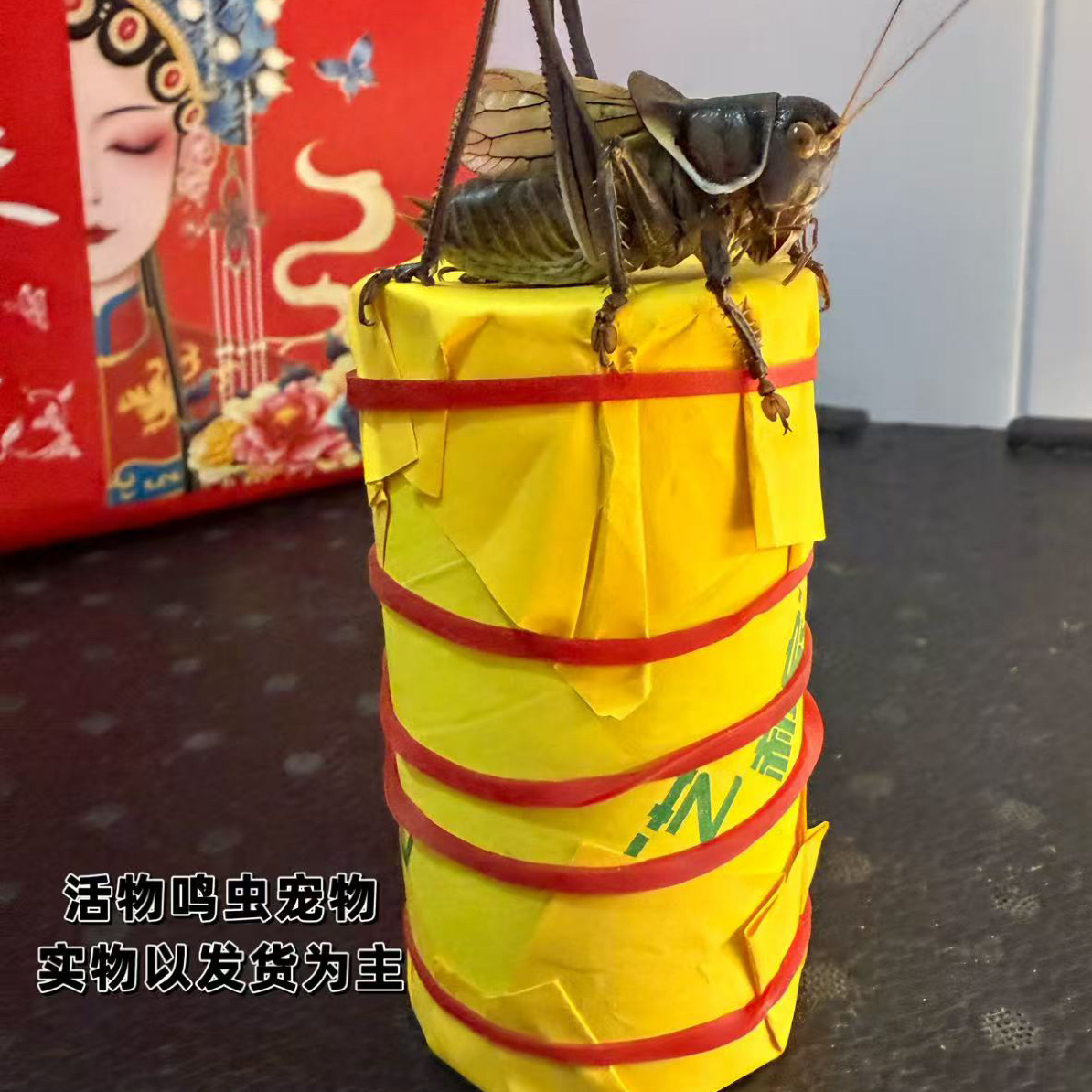 郝建伟精品蝈蝈 五皮