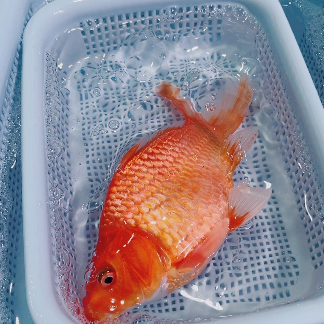 锦鲤锦鲤冷水鱼观赏116