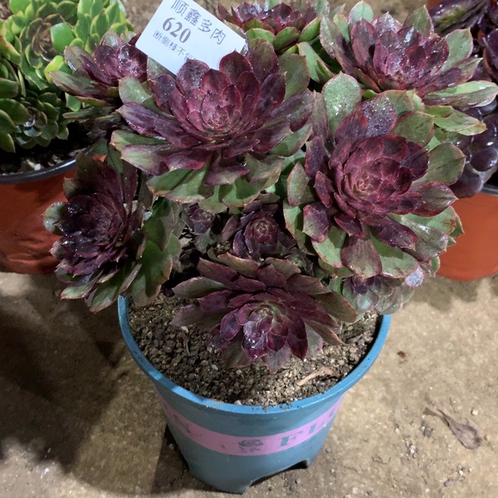 620红丝绒多肉植物特价
