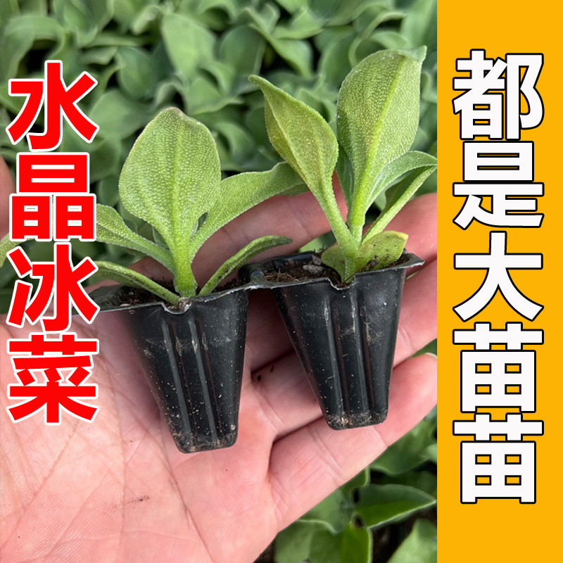 (直播3)冰菜秧苗冰草大苗 蔬菜种籽冰菜种子阳台盆栽蔬菜苗