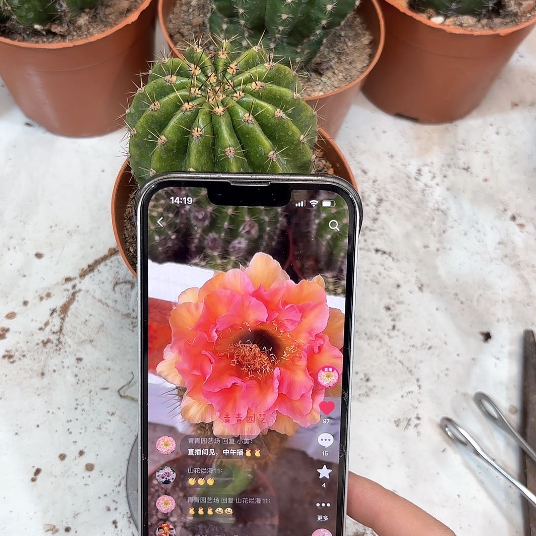 彩草15号6公分左右有斑