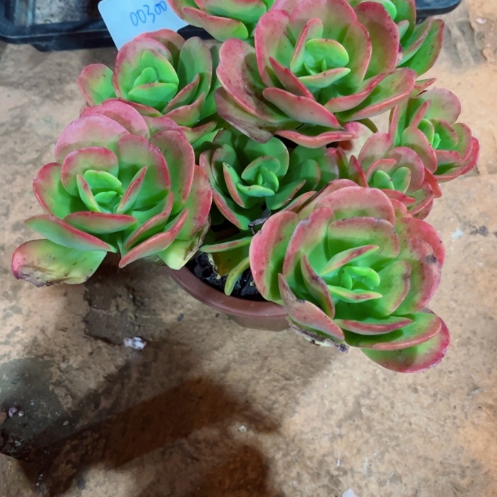 哈***雅0000000000000300红梅