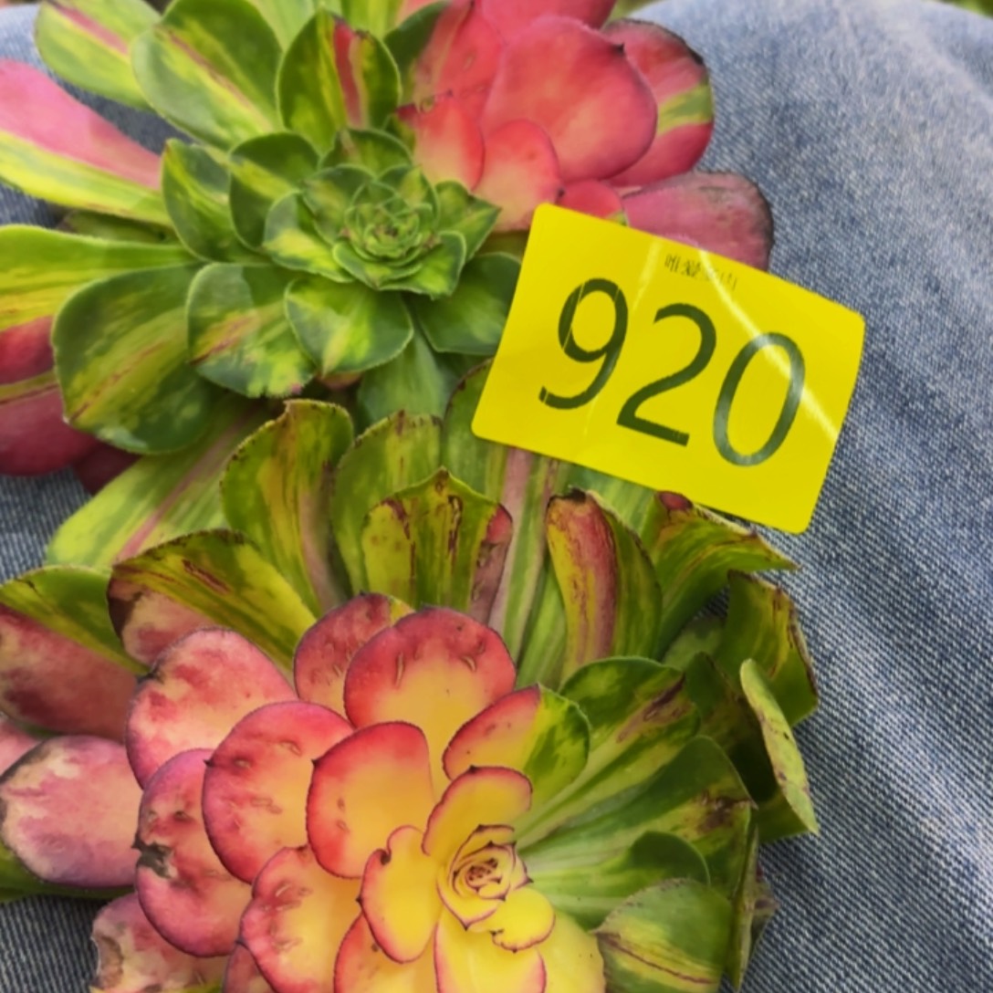 哈哈多肉葡萄福利来920