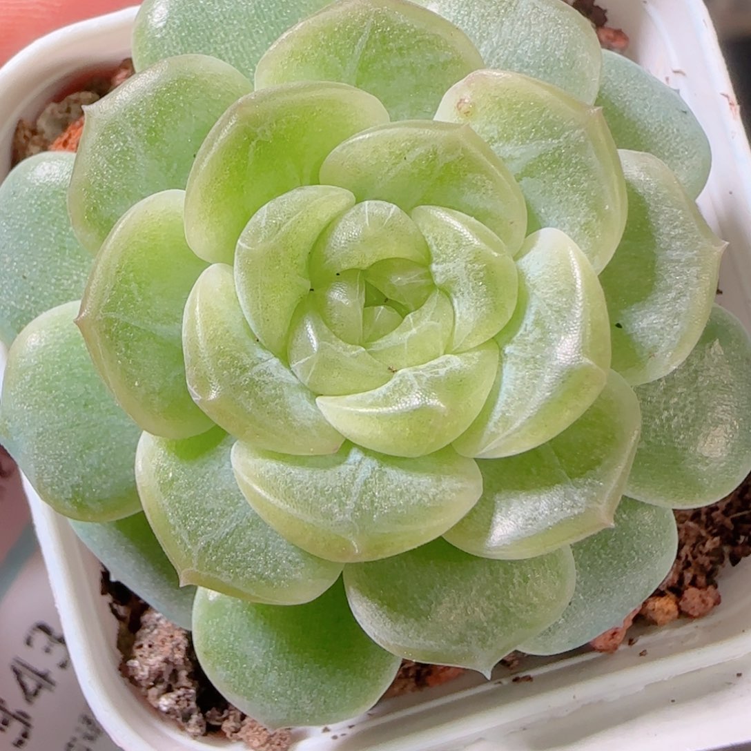 花语多肉1202-342无尽灯