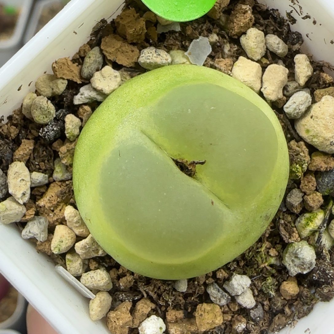 拉登2.2+多肉植物821