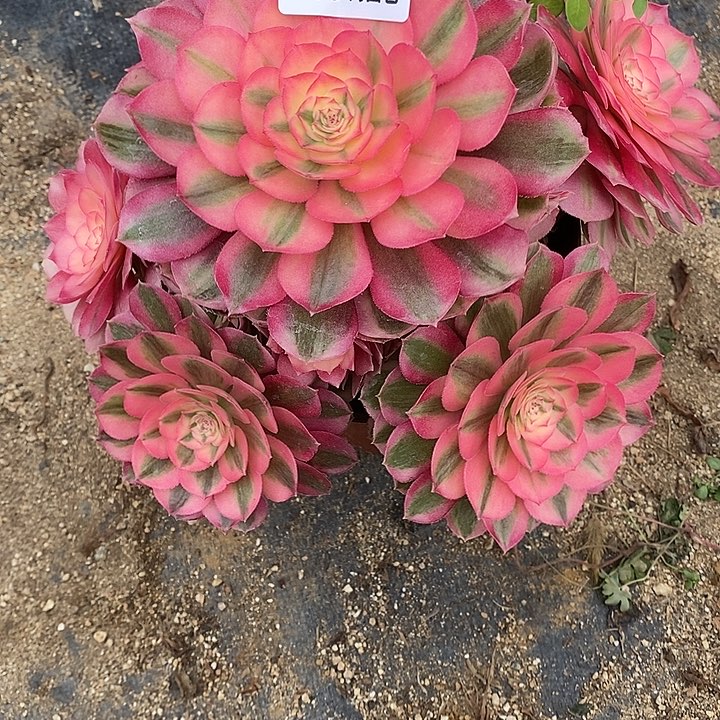 多肉倾城144多肉植物