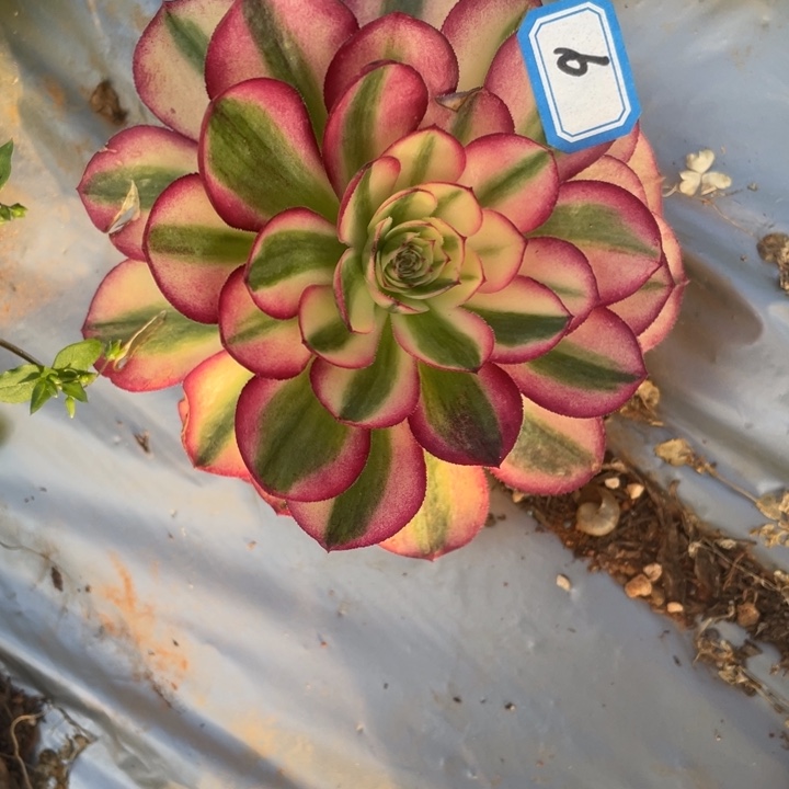 红陶6荔枝法师锦锦锦锦