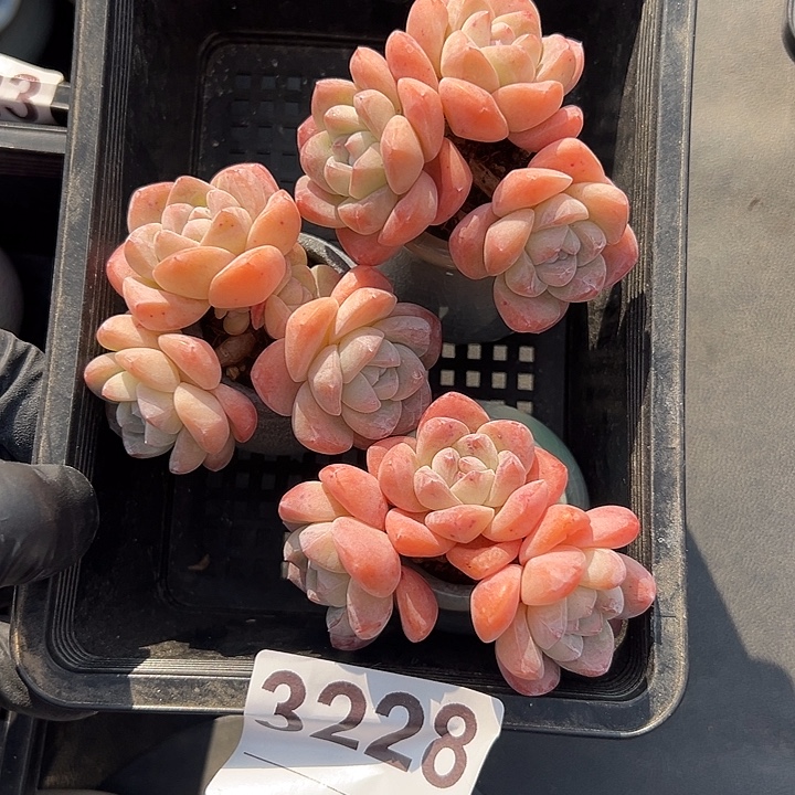 3228，三个三头冰玉带盆发