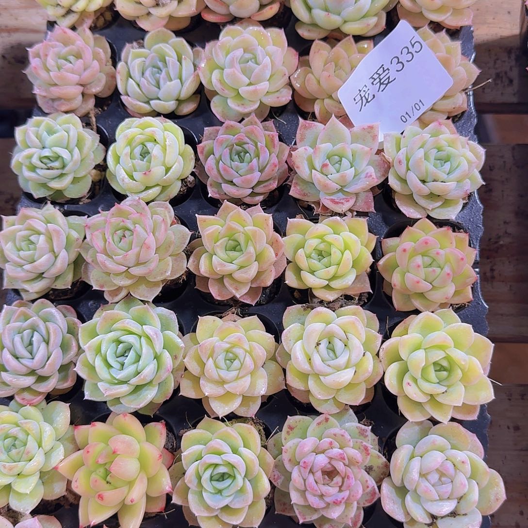 直播福利一物一拍335