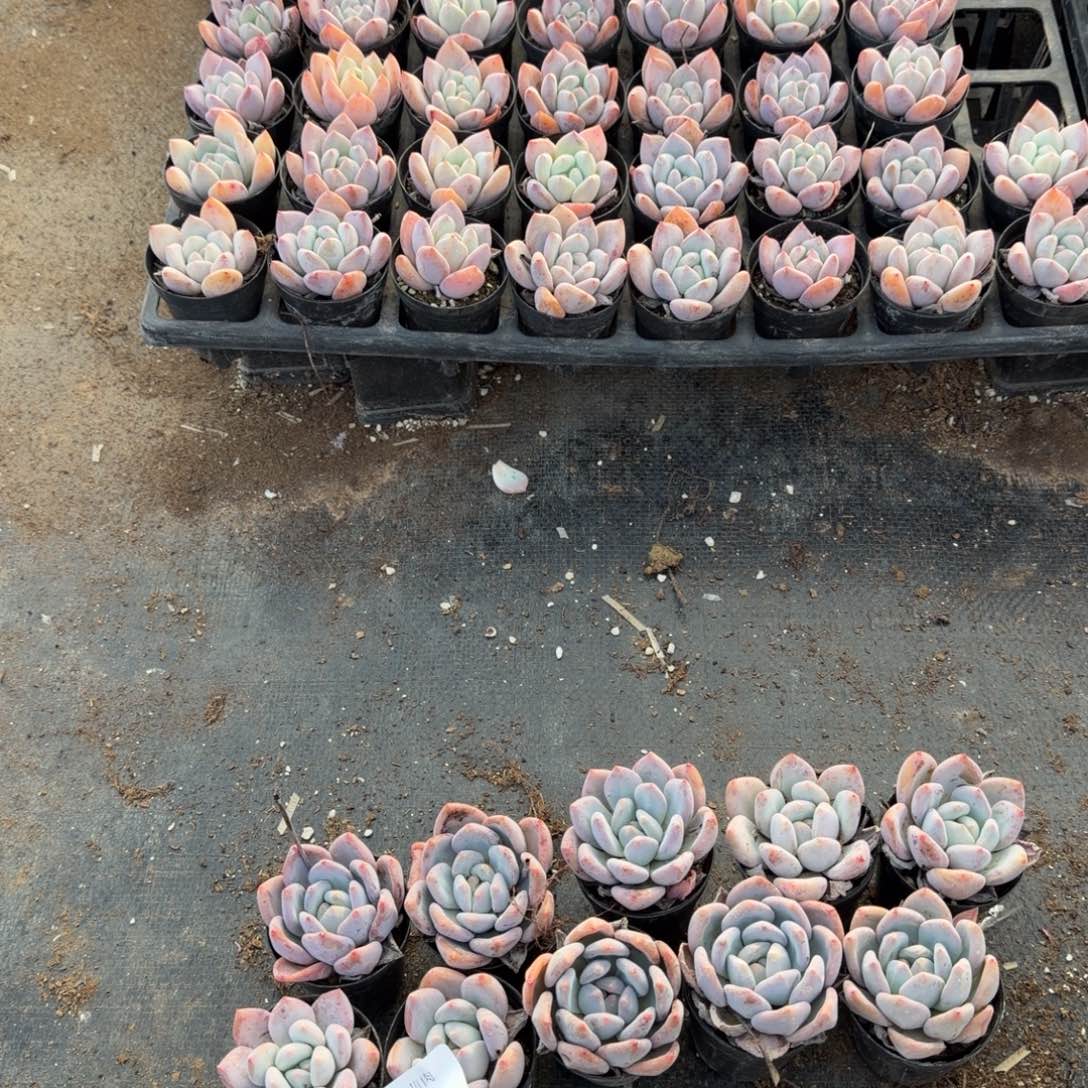 19-31红尖美人十棵量拍左九