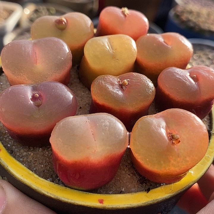 单头冰魄荔枝母本一颗   2厘米