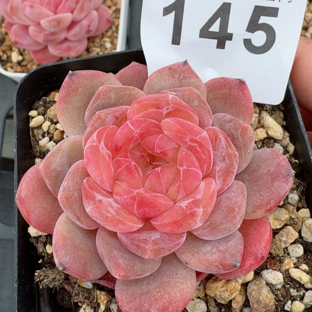 黛玉冰魄         精品多肉