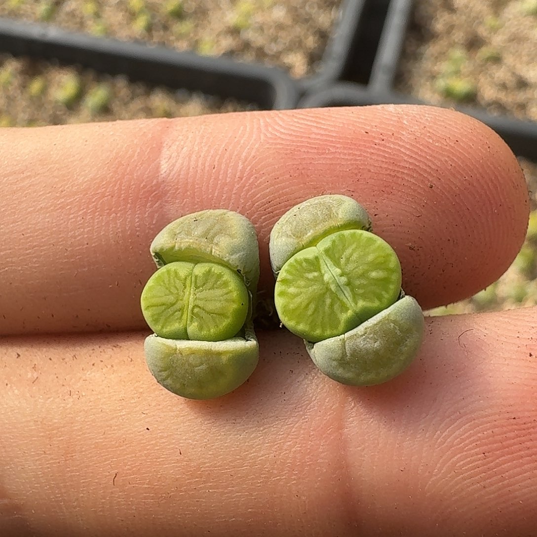 A993纯绿绿菊绿巴里版