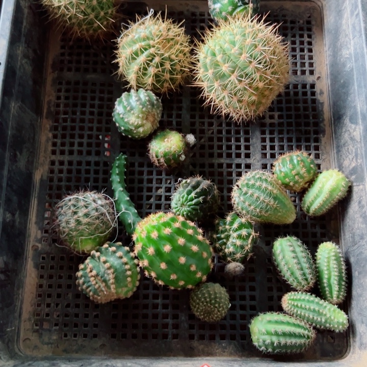 92框拍歪伤虫咬无根侧芽无售后