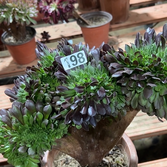 *****多肉植物一个欧若拉198