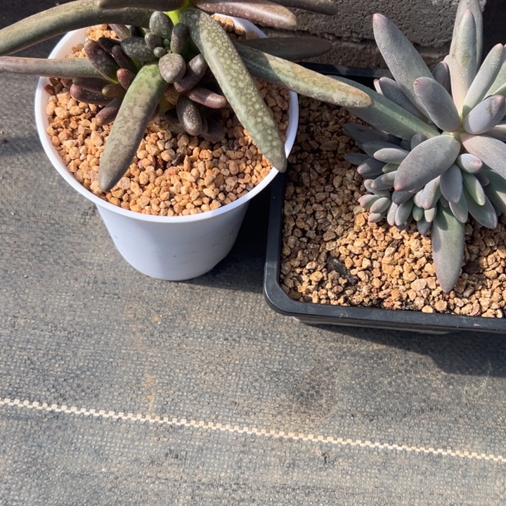 风***人风一样的男人烟花椰子树发货