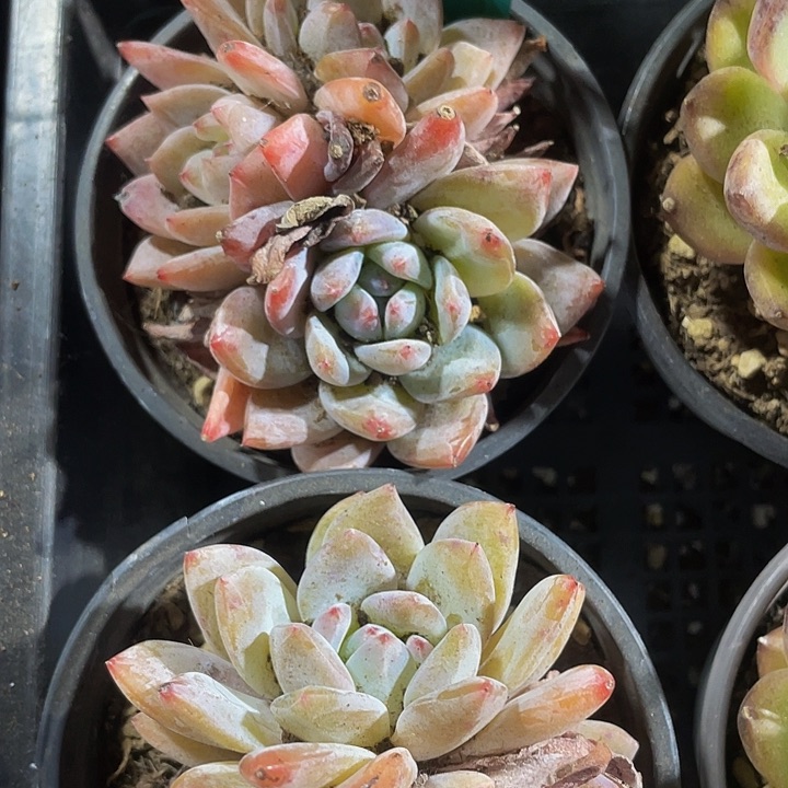 90盆三头仙女橙.