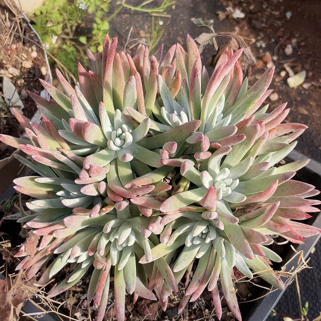 白姆老桩多头0891