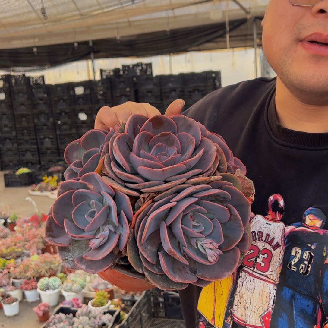 尘埃玫瑰大盆多肉