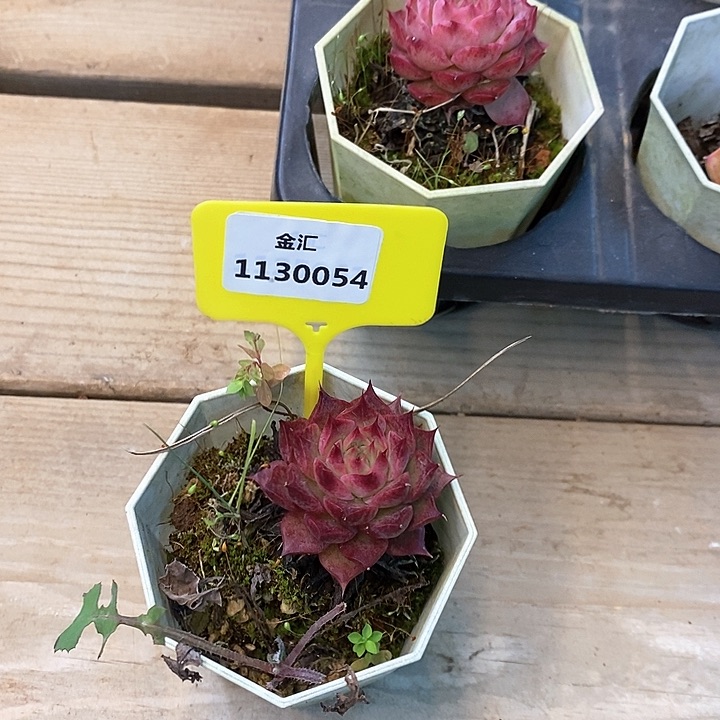 华福利多多。1130054