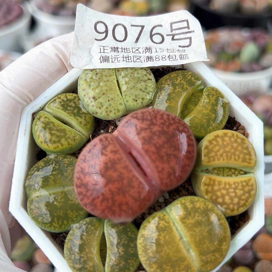 好养易活生石花大母本9076