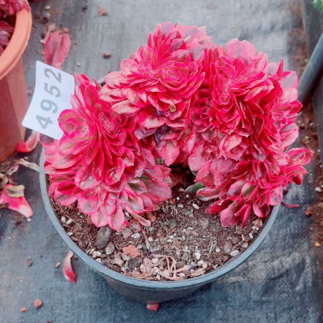 荔枝缀多肉发货发货