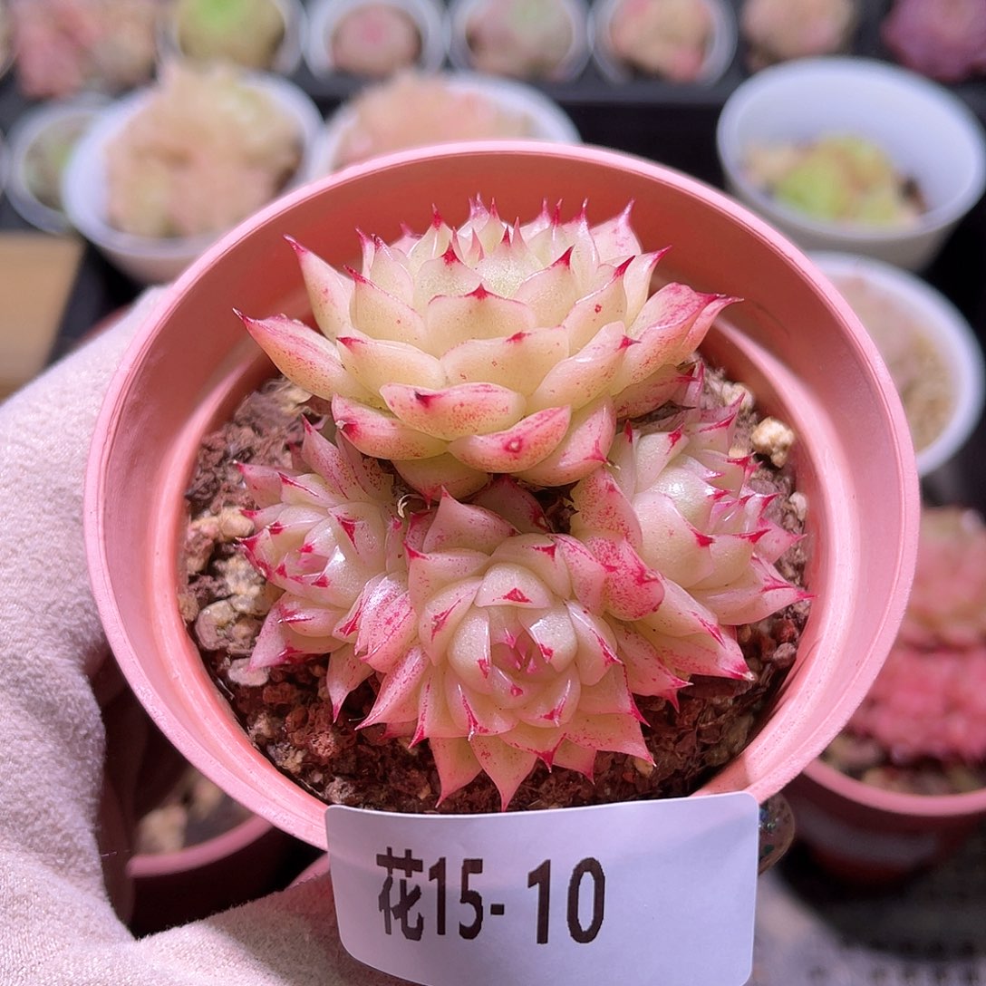 花利美15-10麦秆群