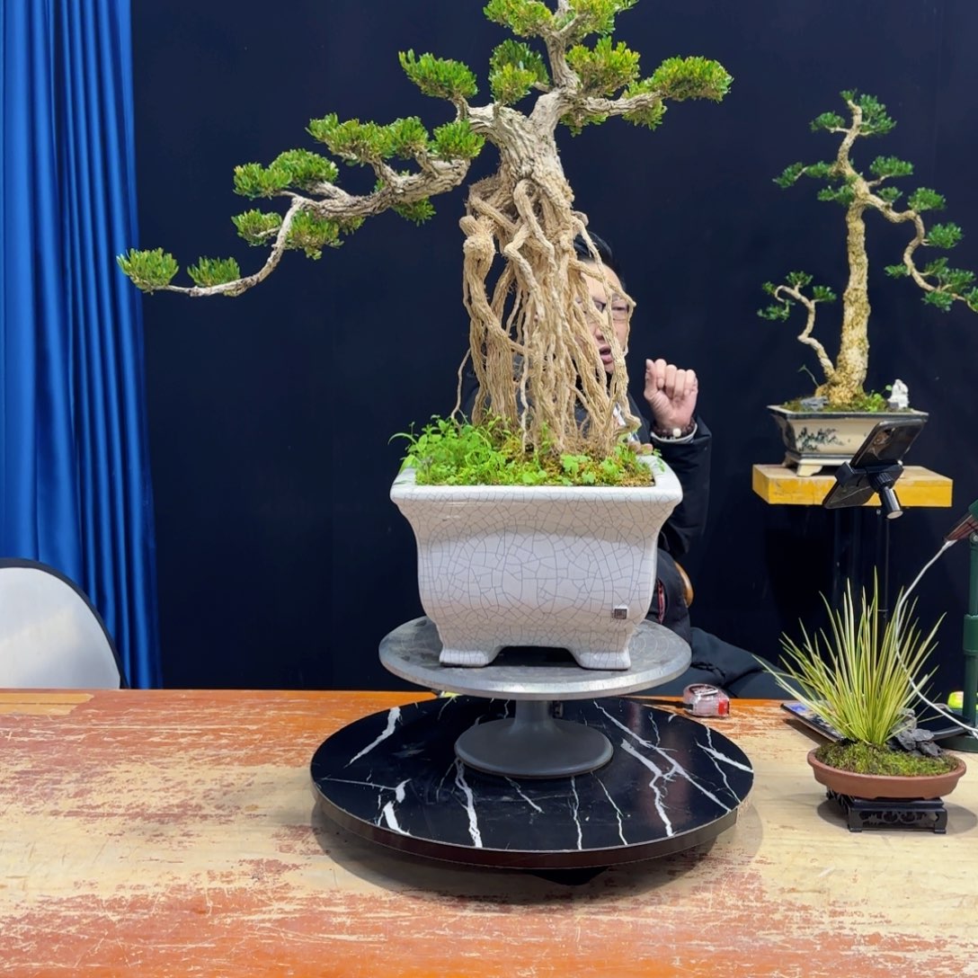 黄杨室内室外盆景艺术