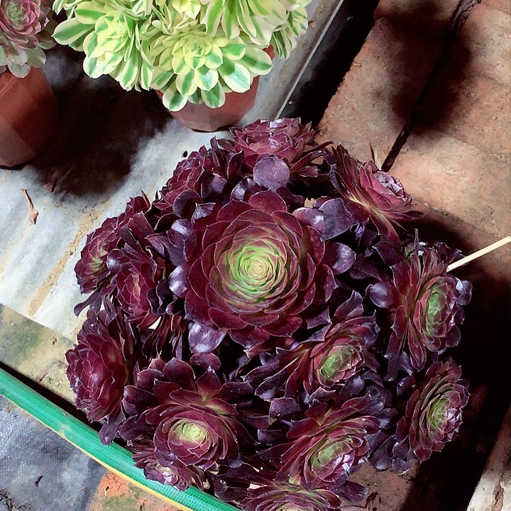 赤焰莲，多肉植物