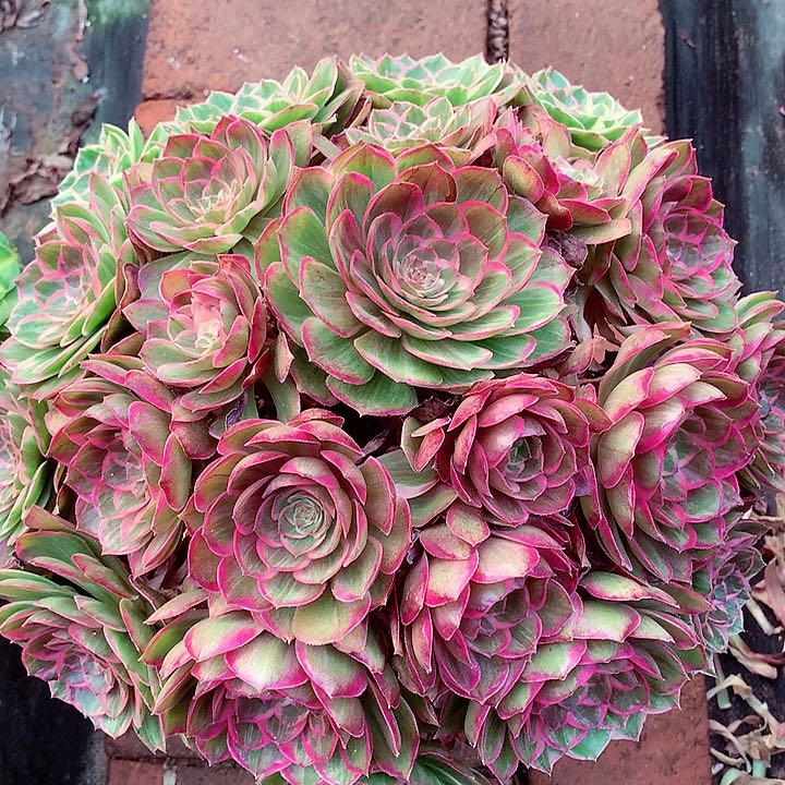 莲花座啊啊啊啊啊