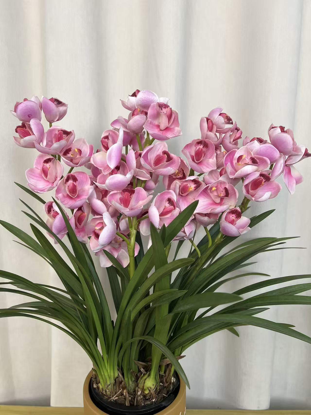 精品名贵带花苞兰花【浪漫粉樱花5-6花】 四季开花勤花好养盆栽绿植