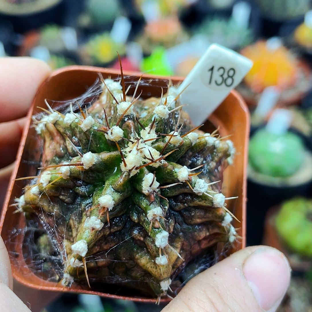 非偏远地区满25包邮仙人球