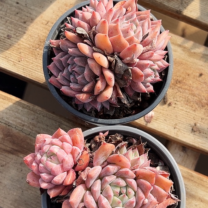     两盆。  霜花群。  