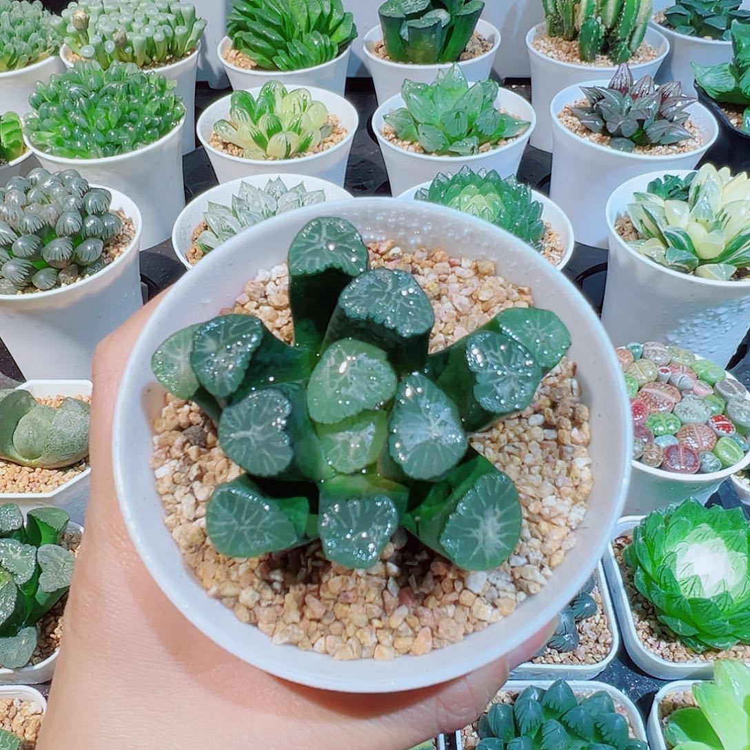 雪国万象多肉多肉多