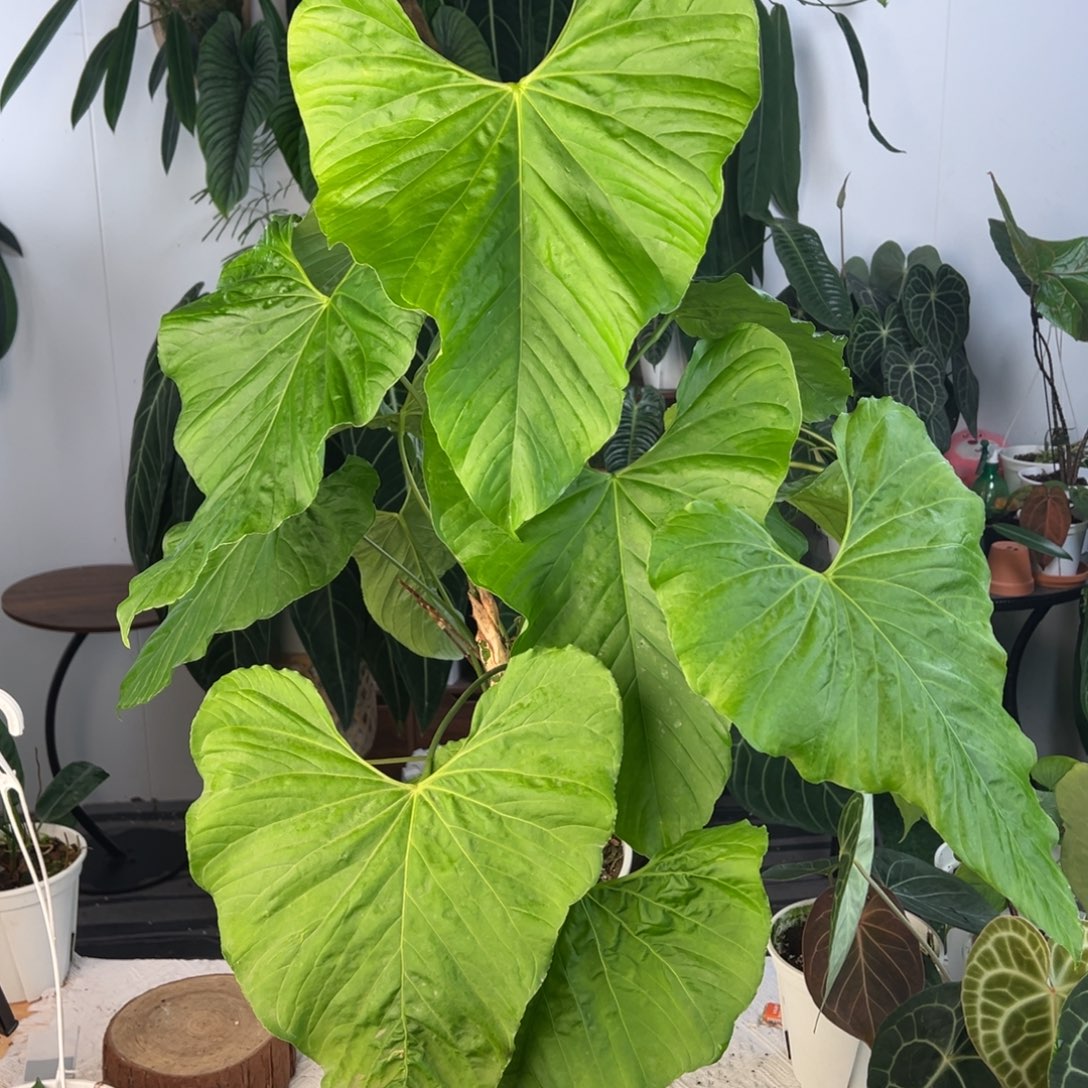 完全开放原种三头巴劳恩母本