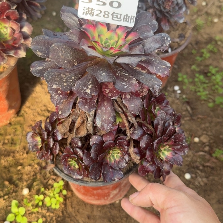 550二号棚美姬多肉A