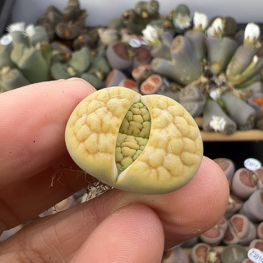 3020黄绿富贵炸一颗2.2厘米