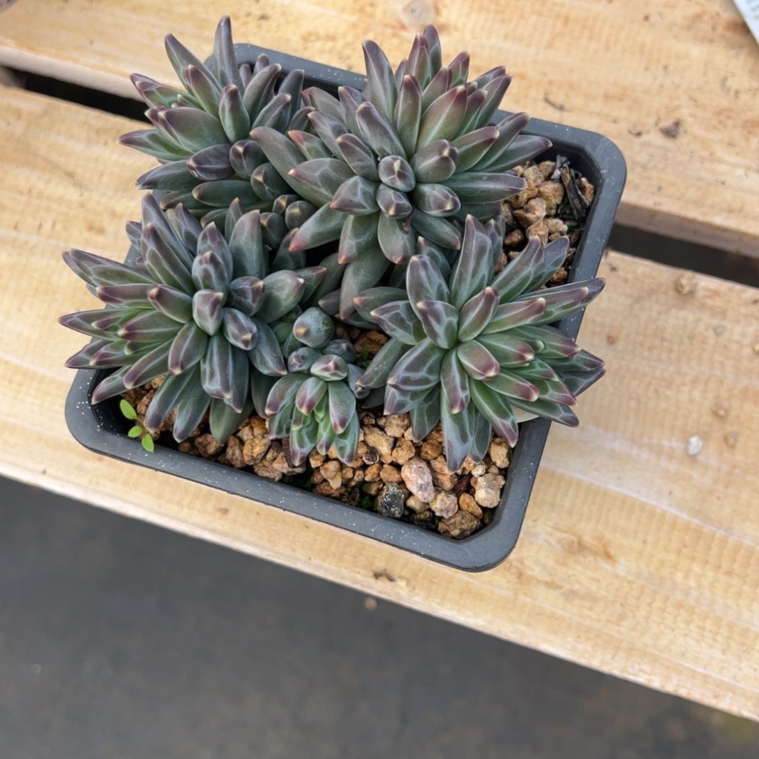 月***雨梵高   听雨  带盆发货